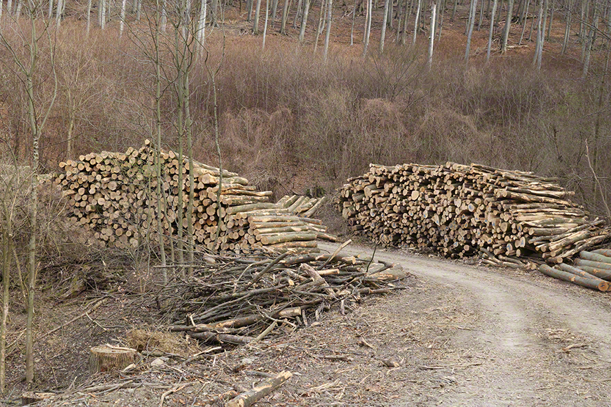 Wienerwald-Abholzung Hopfgartenkreuzung-Sulzwiese